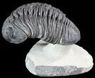 Bumpy Drotops Trilobite - Excellent Preperation #50545-1